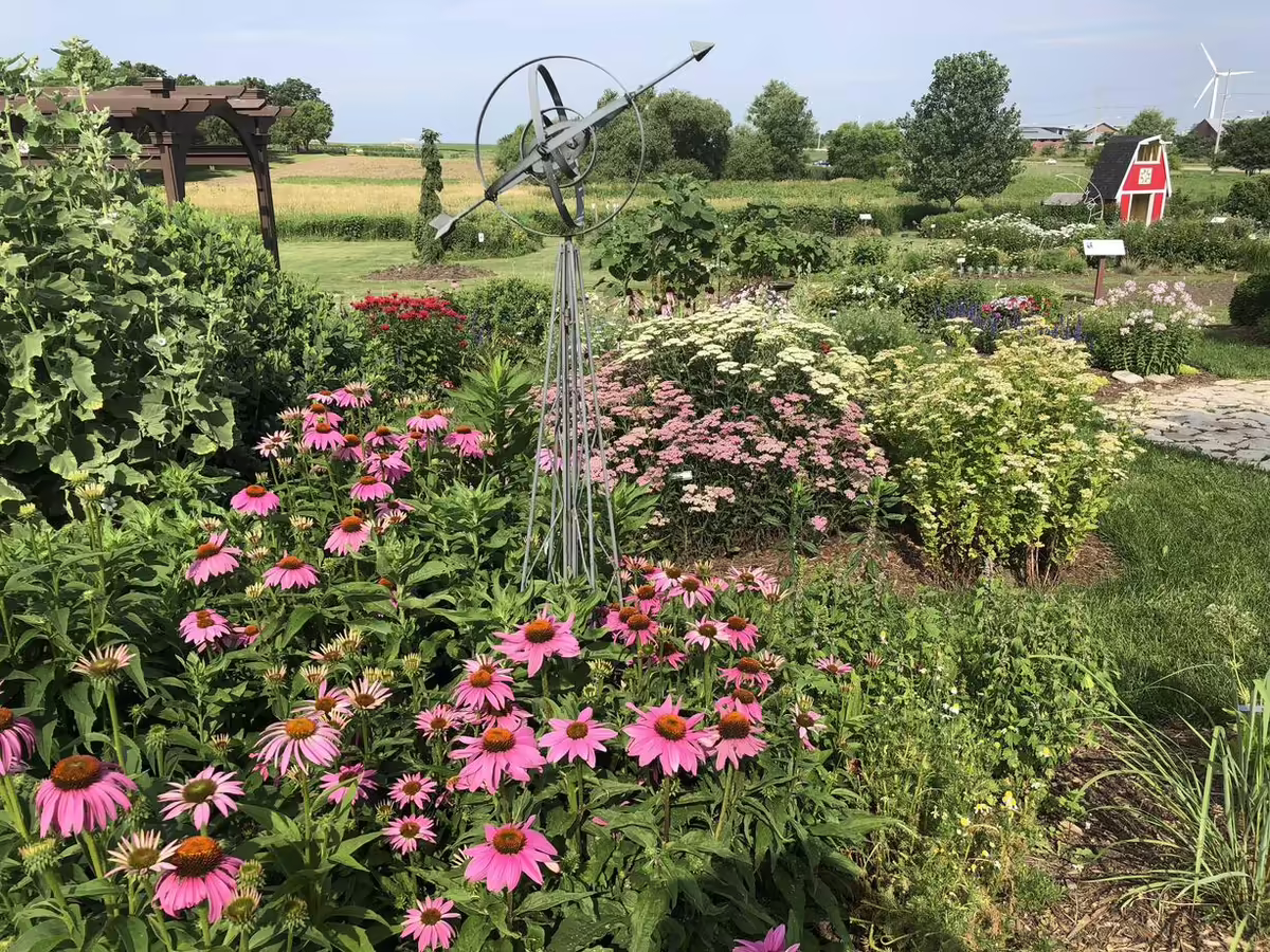 pink hued coneflower in foreground with a sculptural wind vein against a background of garden beds