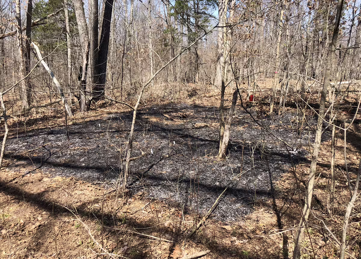 A burned square plot in a forest