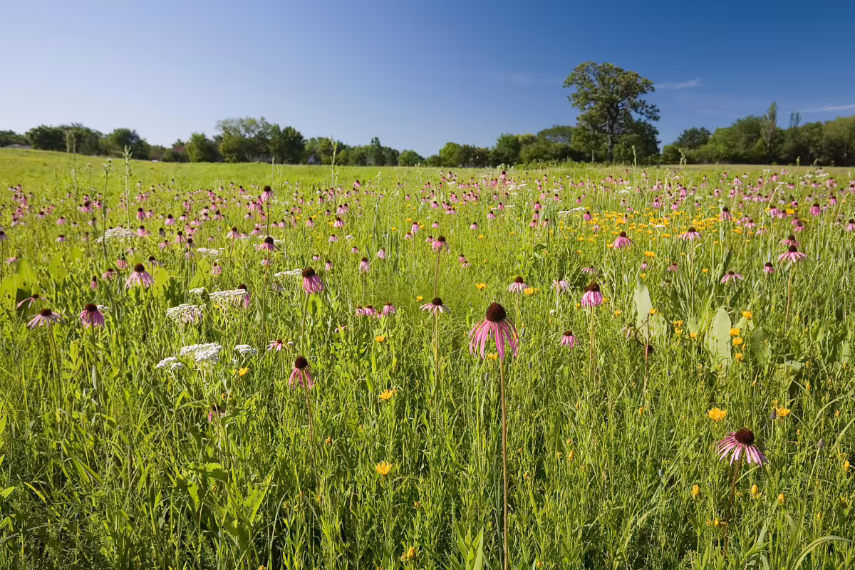 Purple flowers in a field