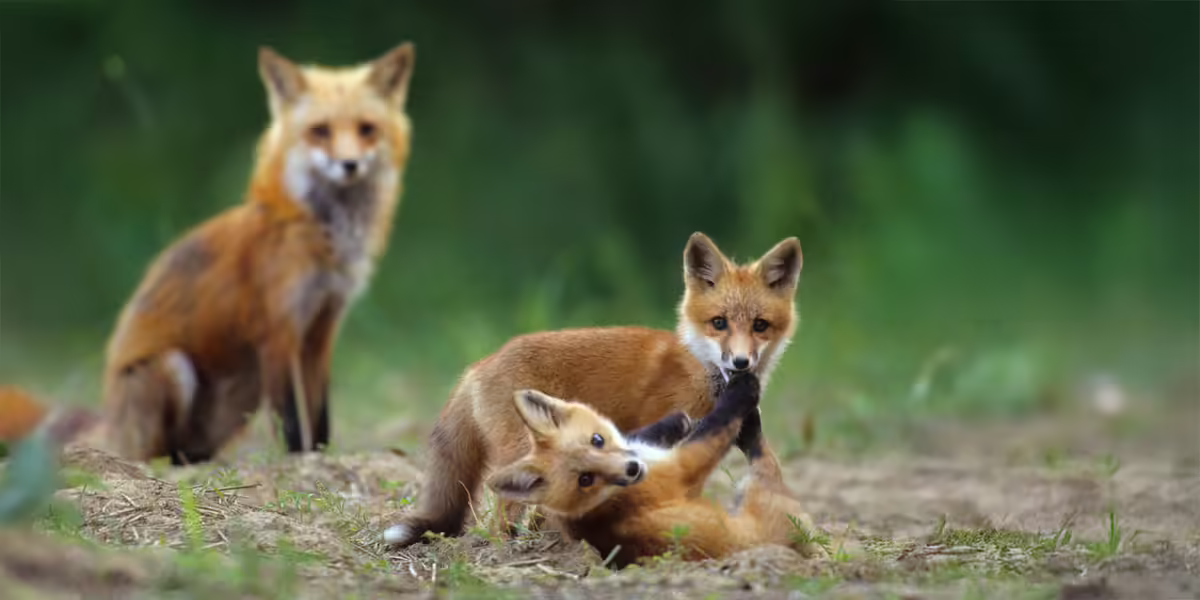 fox family
