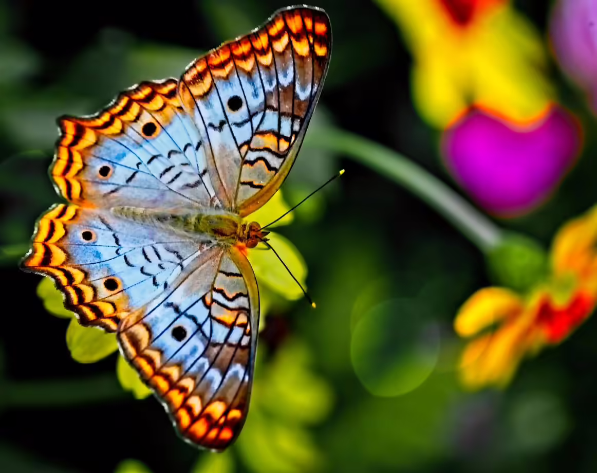 colorful butterfly on flower