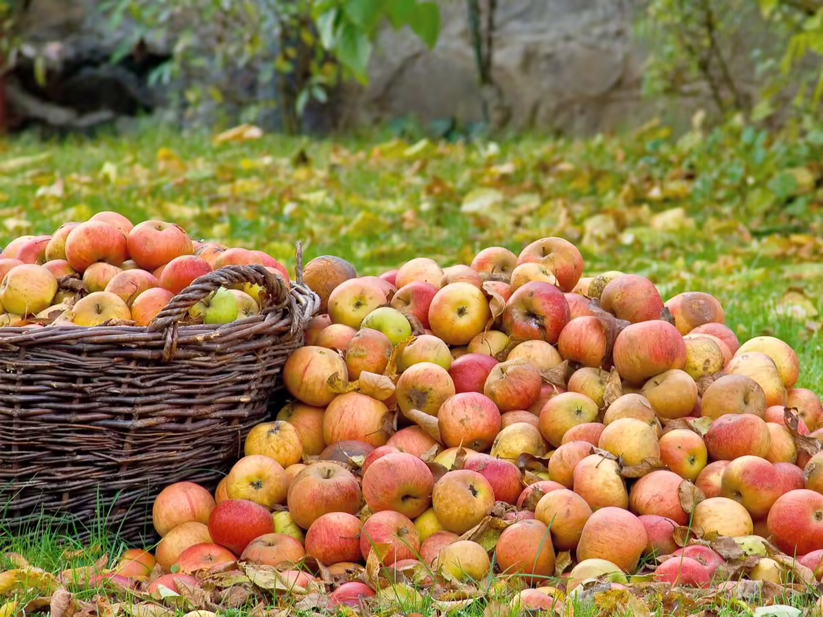 pile of red and yellow apples next to basket