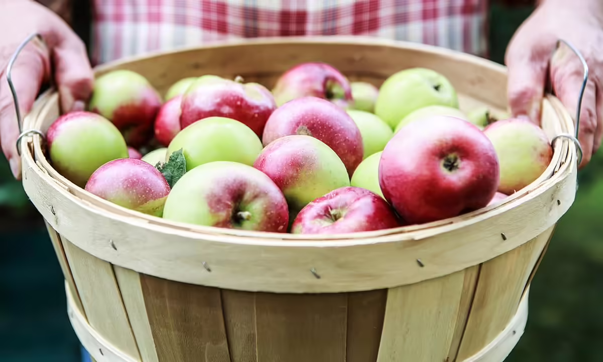 person in plaid shirt holding bushel basket of red and green apples