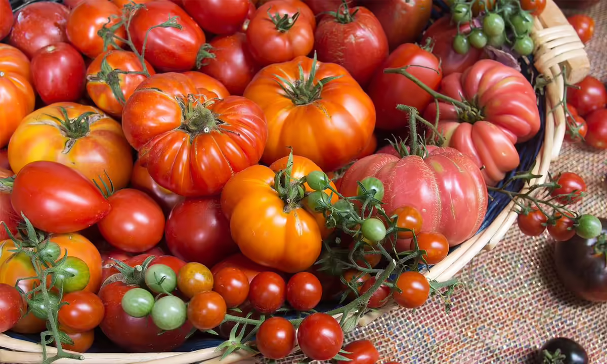 assorted varieties of red, yellow, and orange tomatoes on a table.