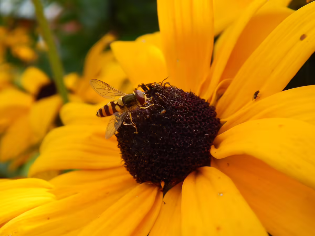 bee on yellow flower