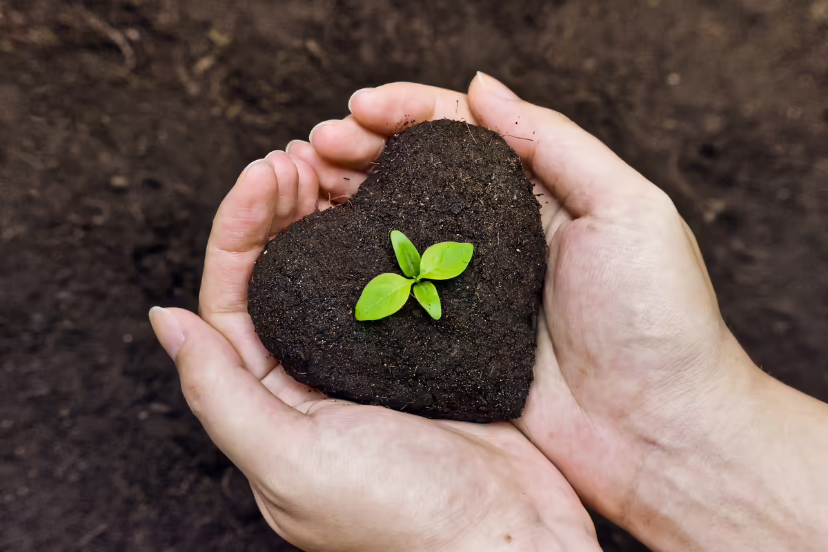 seedling in heart shaped dirt in hands