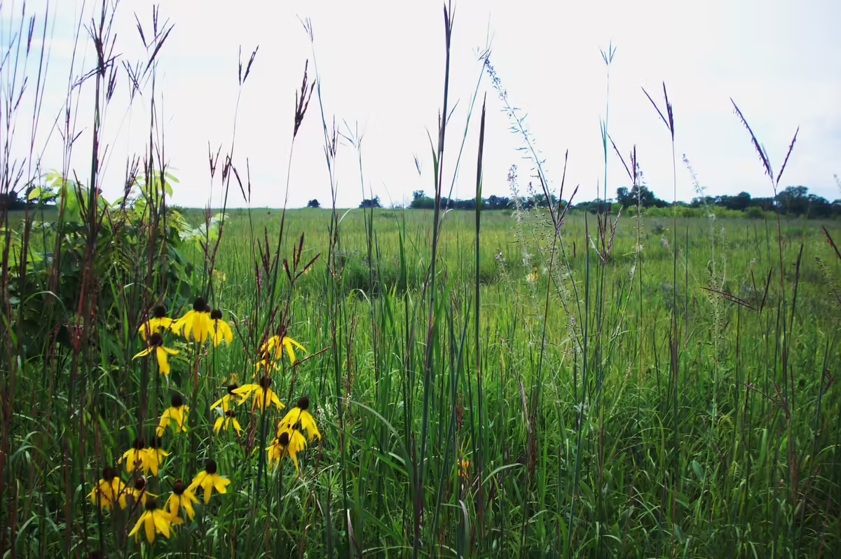 Prairie with yellow flowerse