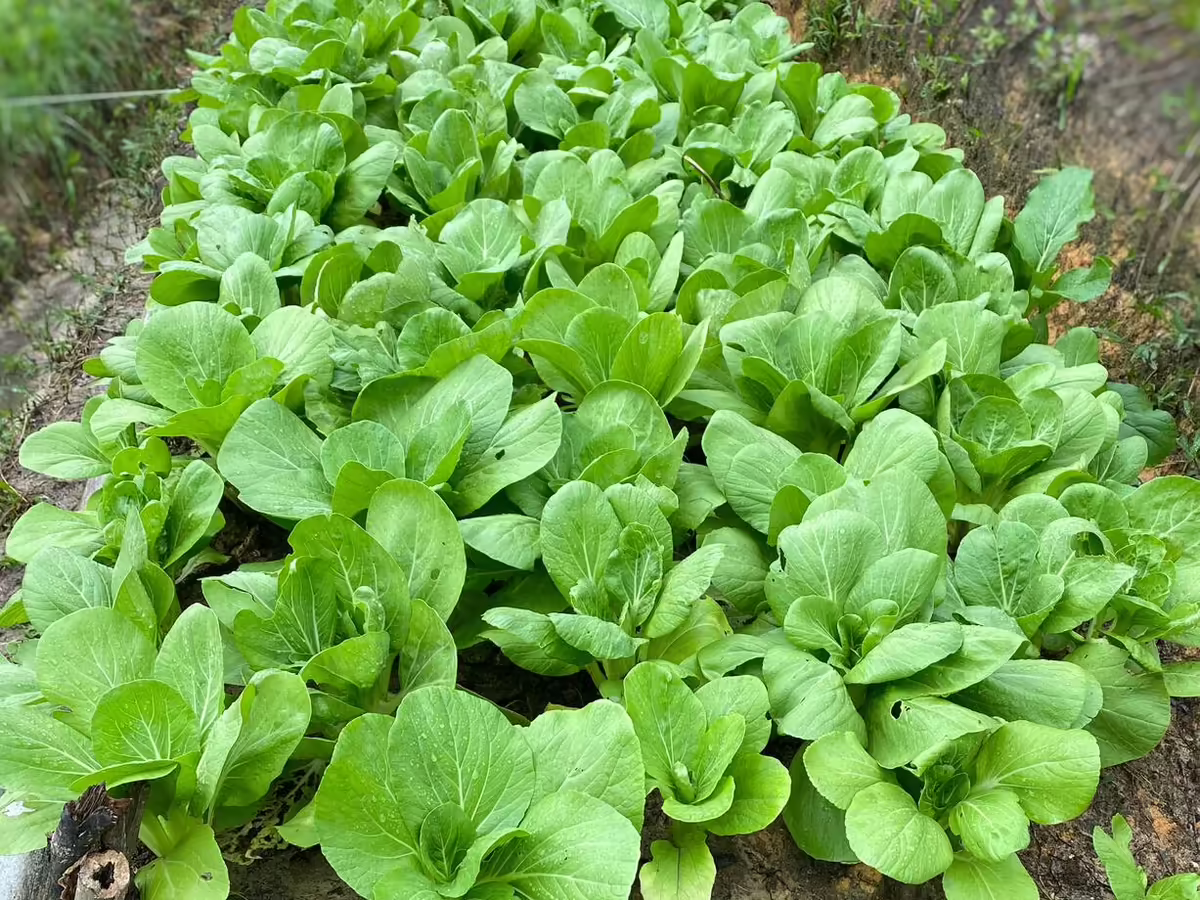 garden row of bok choy plants