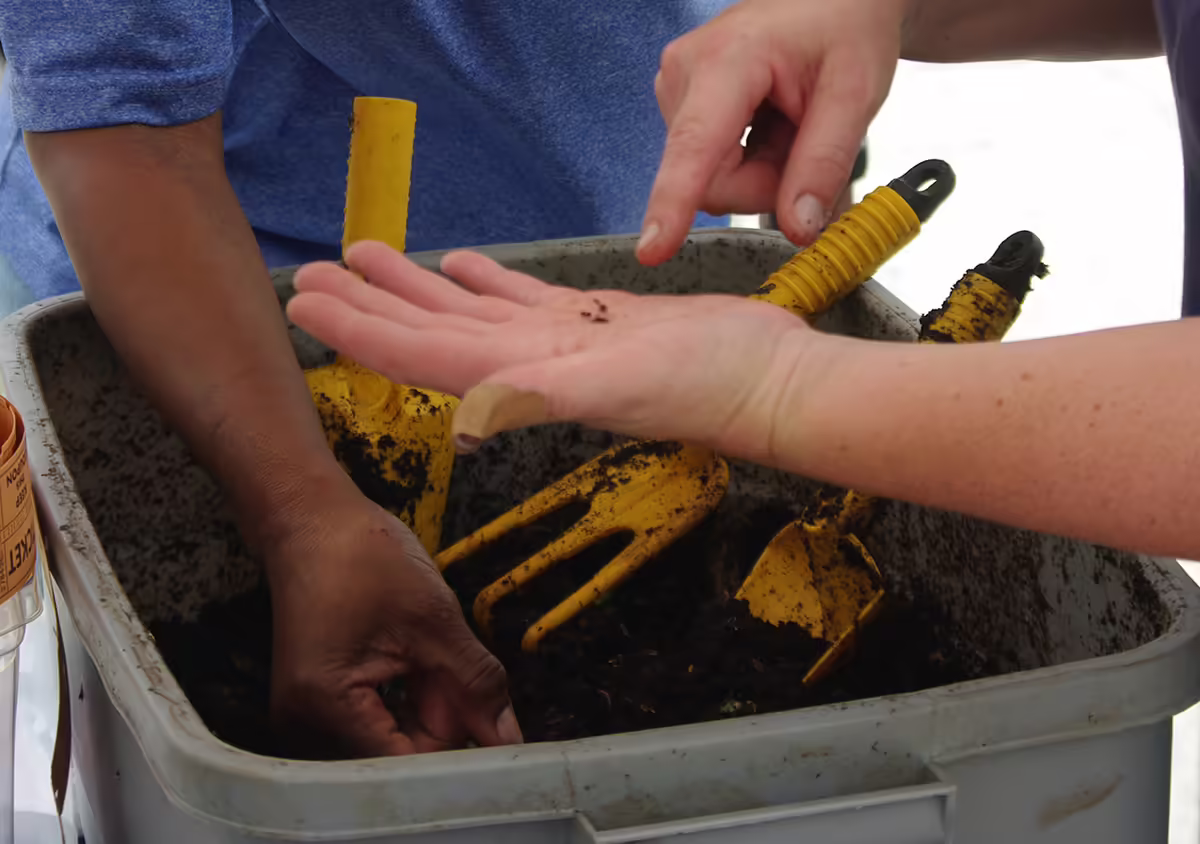 hands exploring a vermicompost bin and holding a worm