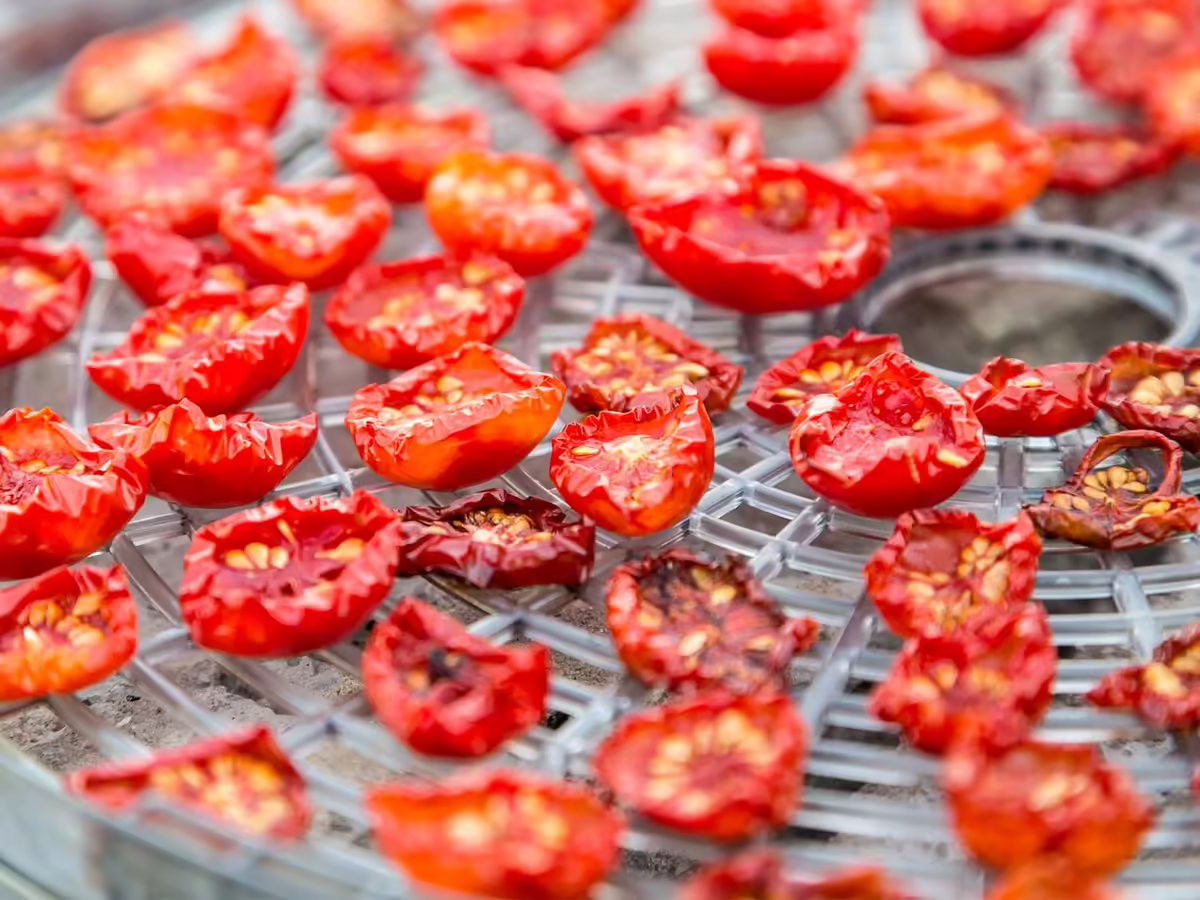 cherry tomato halves drying on electric dehydrator rack
