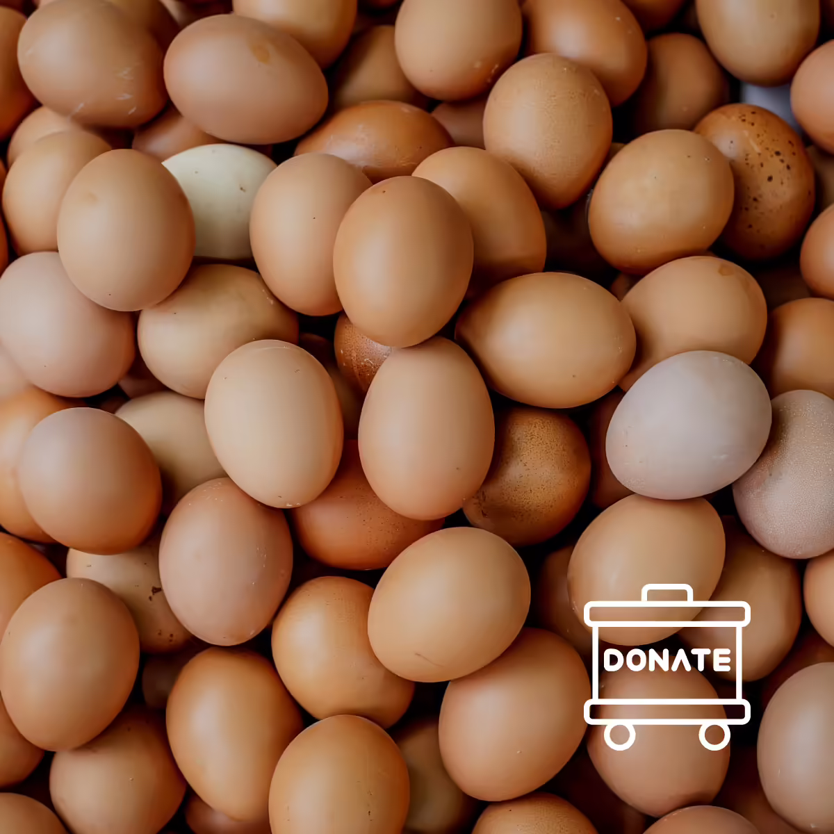 eggs