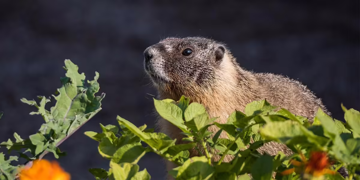 groundhog in garden