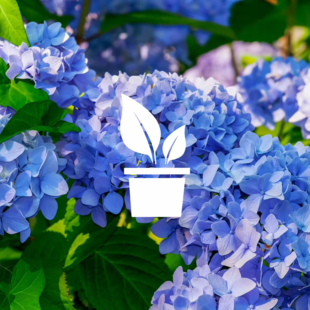 hydrangeas
