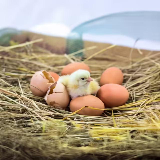 a baby chick hatching from egg 
