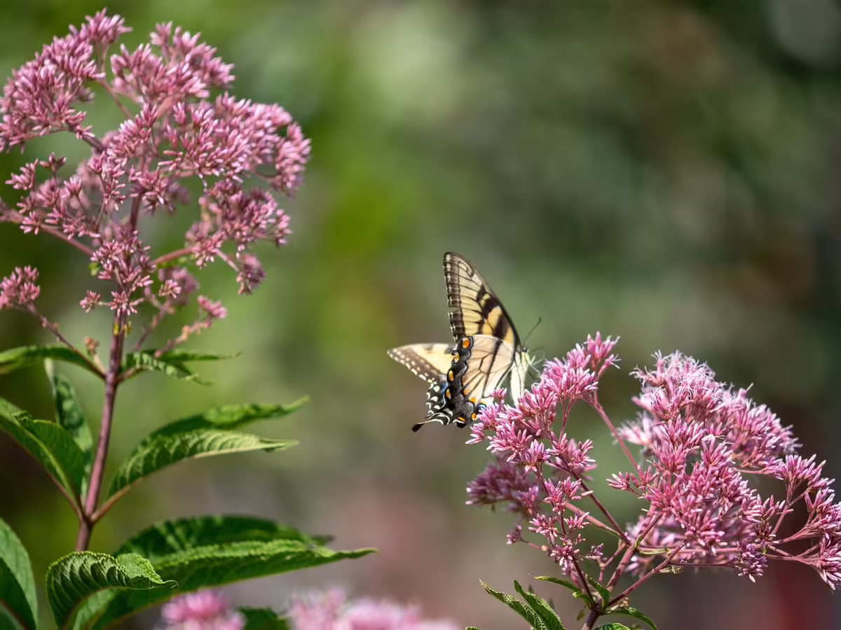 swallowtail butterfly on flowering joe pye weed