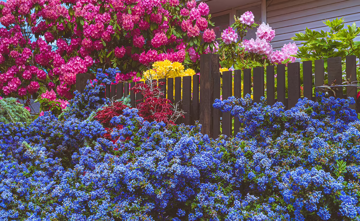 pink, yellow, purple flowers at a home