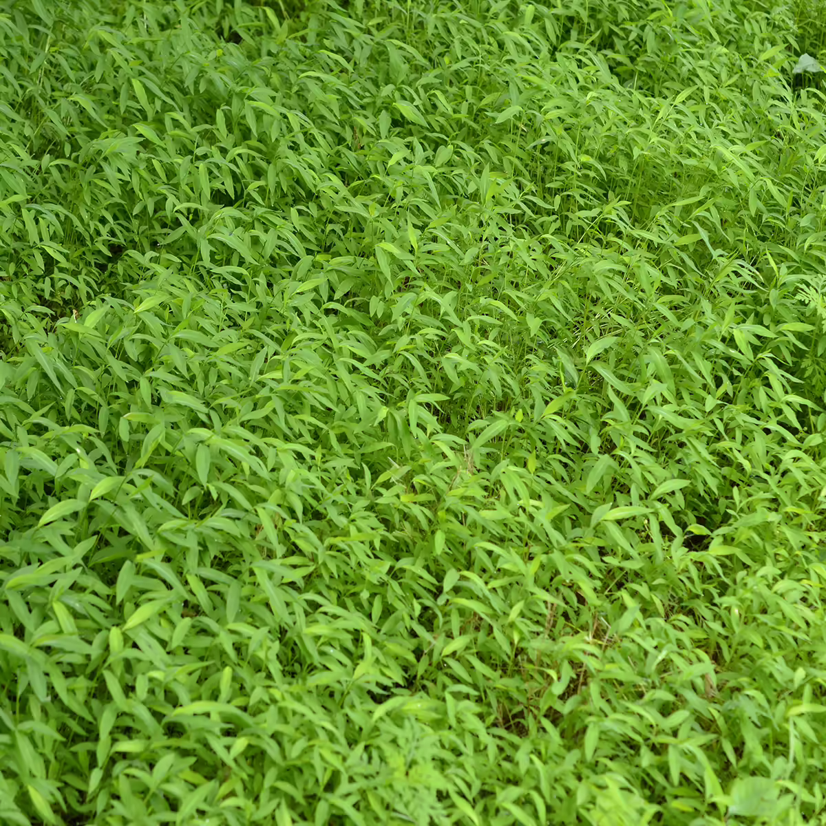 nuisance grass