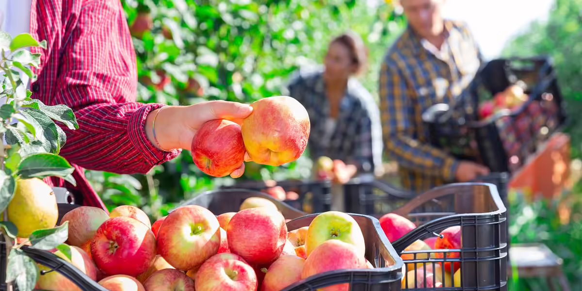 workers picking apples in orchard