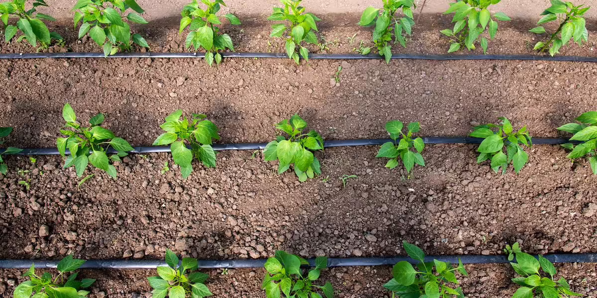 drip irrigation on new pepper plants