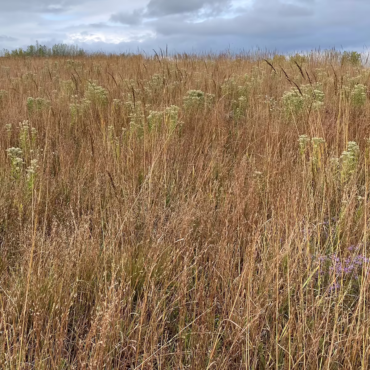 prairie grass