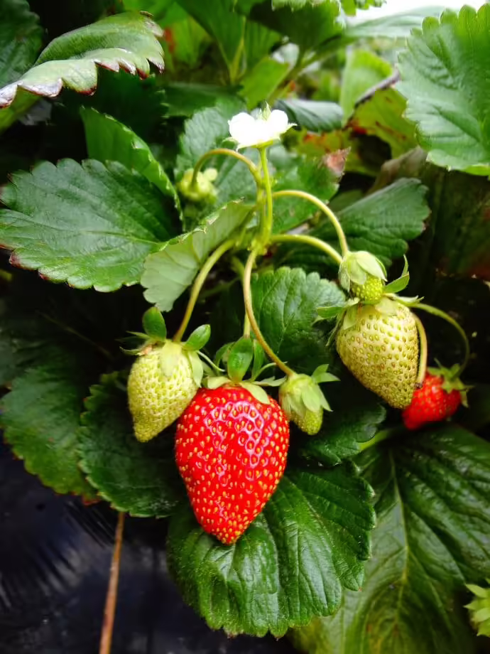 strawberries on plant