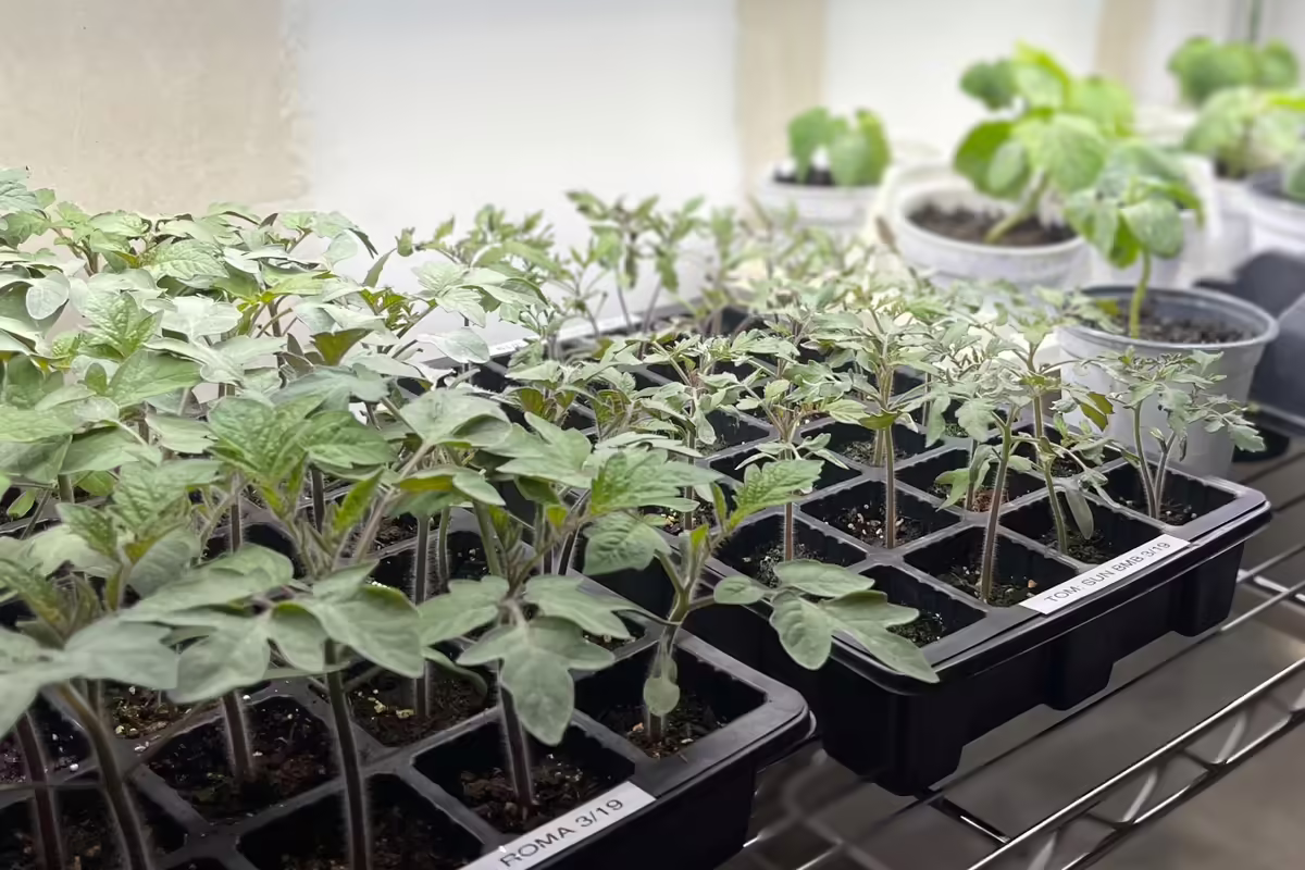 tomato and curcurbit seedlings in trays inside