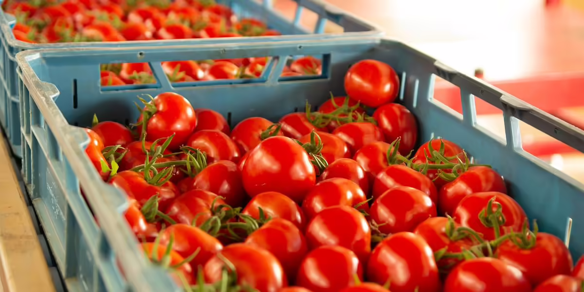 tomatoes in crate for distribution
