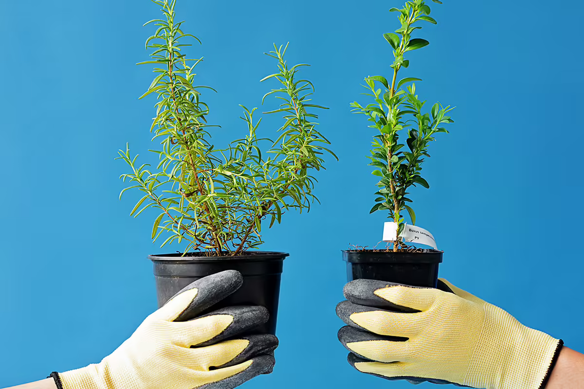 2 plants