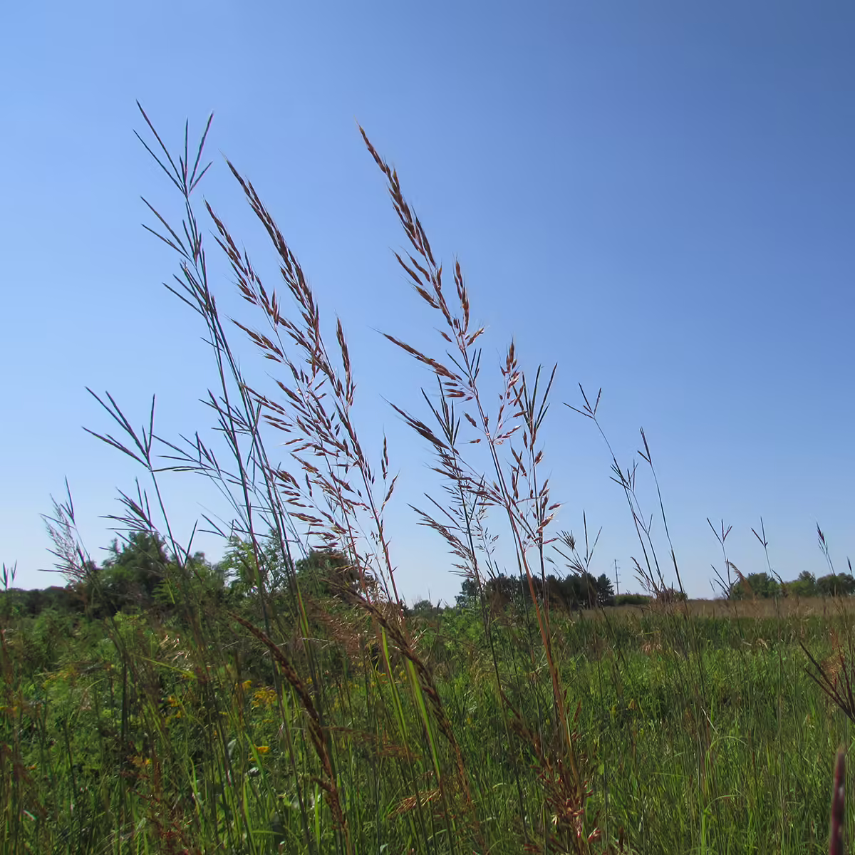 warm season grass