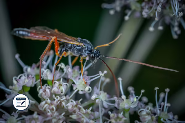 wasp