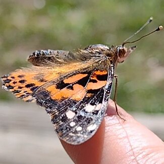 Monarch butterfly sitting on finger