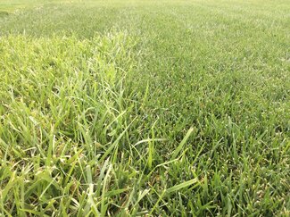 closeup of tall fescue Kentucky 31 on left and newer varieties on right