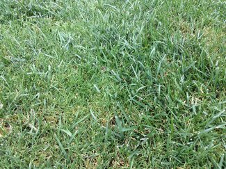 Tall fescue planted with Kentucky bluegrass show the contrasting textures of the two spieces