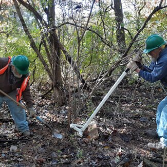 two people digging up an invasive species in forest