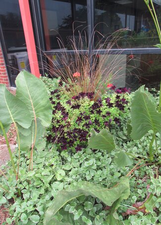 prairie dock leaves pop out of a ground cover and purple black flowers sit above in a planter