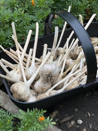 a black plastic basket of garlic