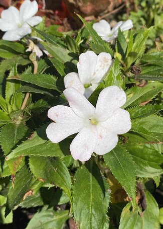 white flower over green, spiked foliage