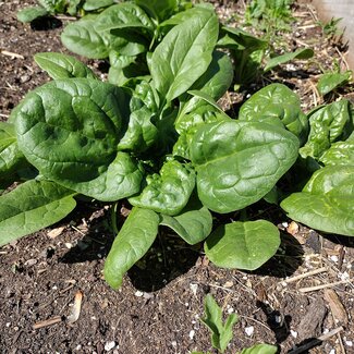 Lettuce in Plant a Row, Watch COPE Grow Food Donation Garden