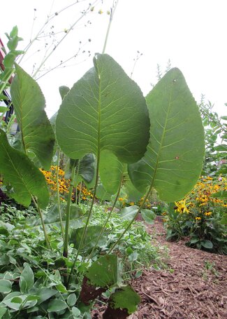 large prairie dock leaves stand erect over mulch and vinca vine