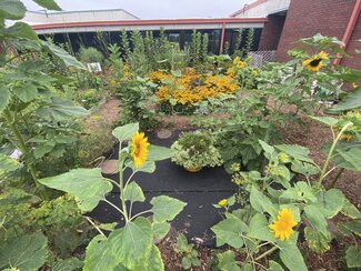a wide view of the garden through the sunflower house