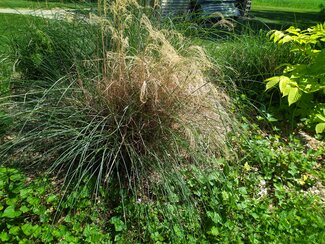 untrimmed ornamental grass