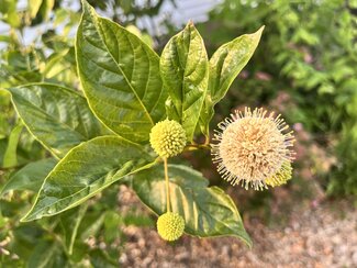 leaves and bloom of buttonbush