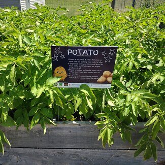Potato bed at The Pilot Garden: Cairo's Food Donation Garden