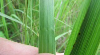 leaf of smooth brome with a crimp across the center