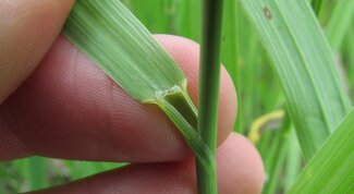Short membranous ligule of smooth brome