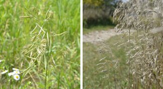 left shows panicle inflorescence of smooth brome and right shows dried up inflorescence, which has curled to one side