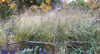 switchgrass in a garden setting with a wooden fence