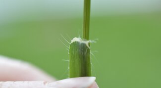 view of the collar region of side oats grama, showing ligule and glandular hairs