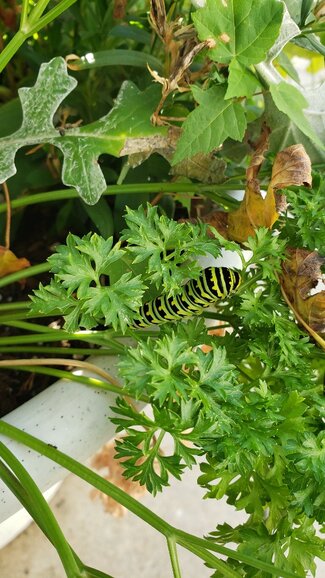 a swallowtail on parsley