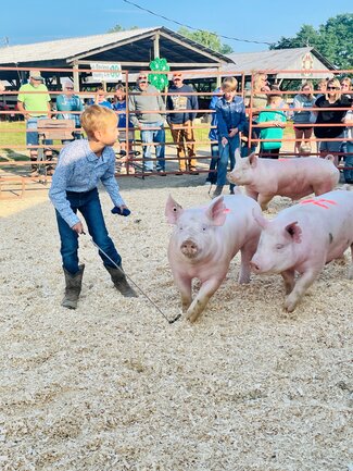 boy with pigs